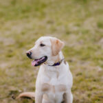 Layton Retriever Kennels