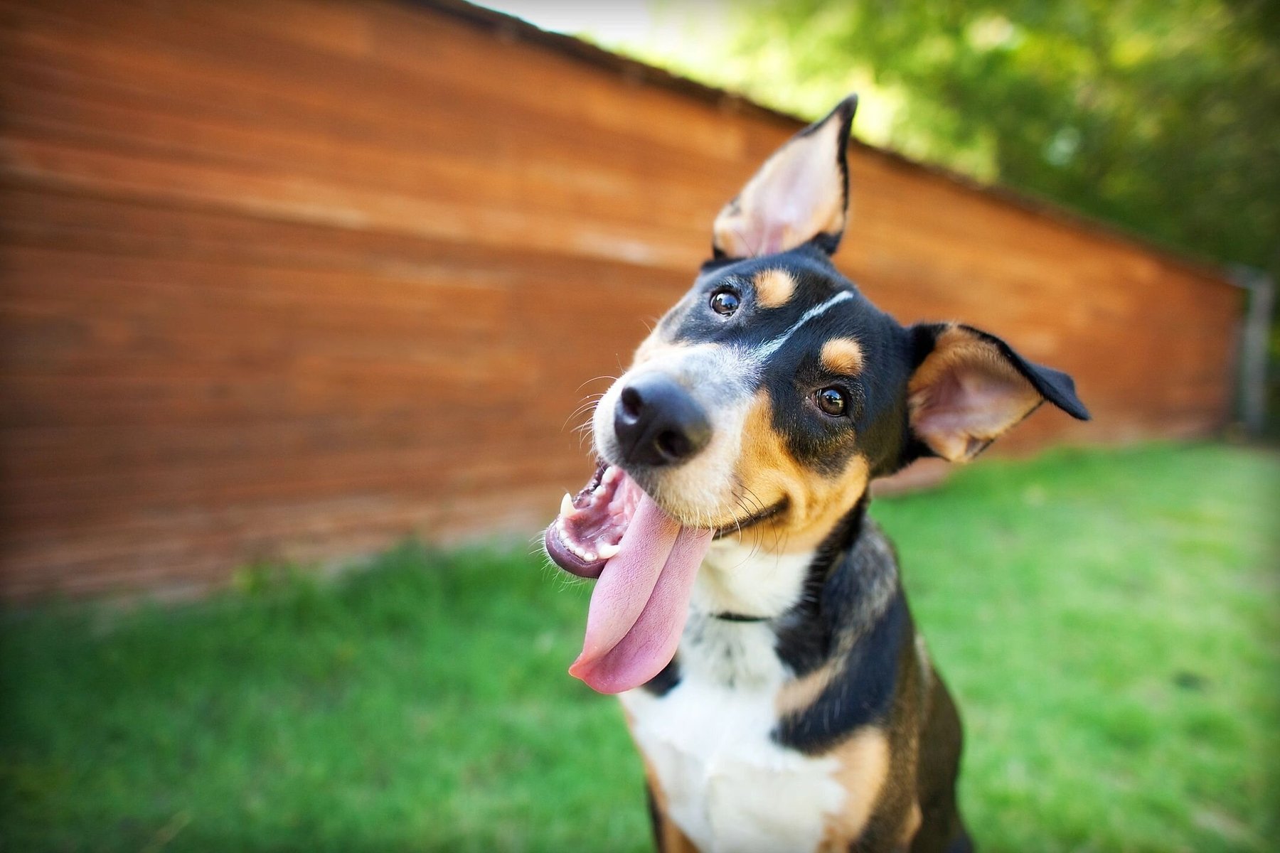 Dog Training Naturally