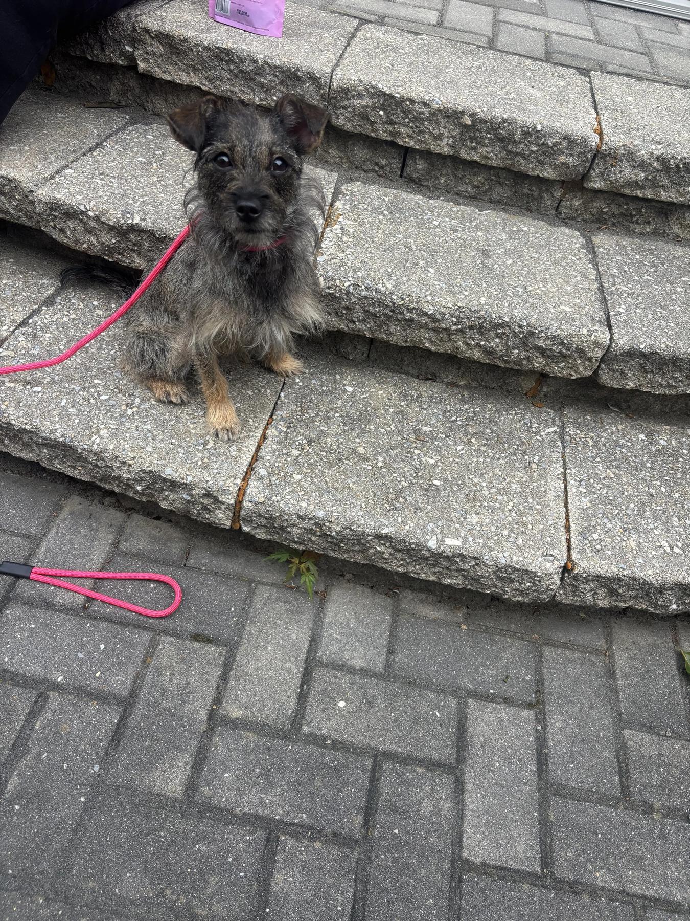 Balanced Companions Dog Training