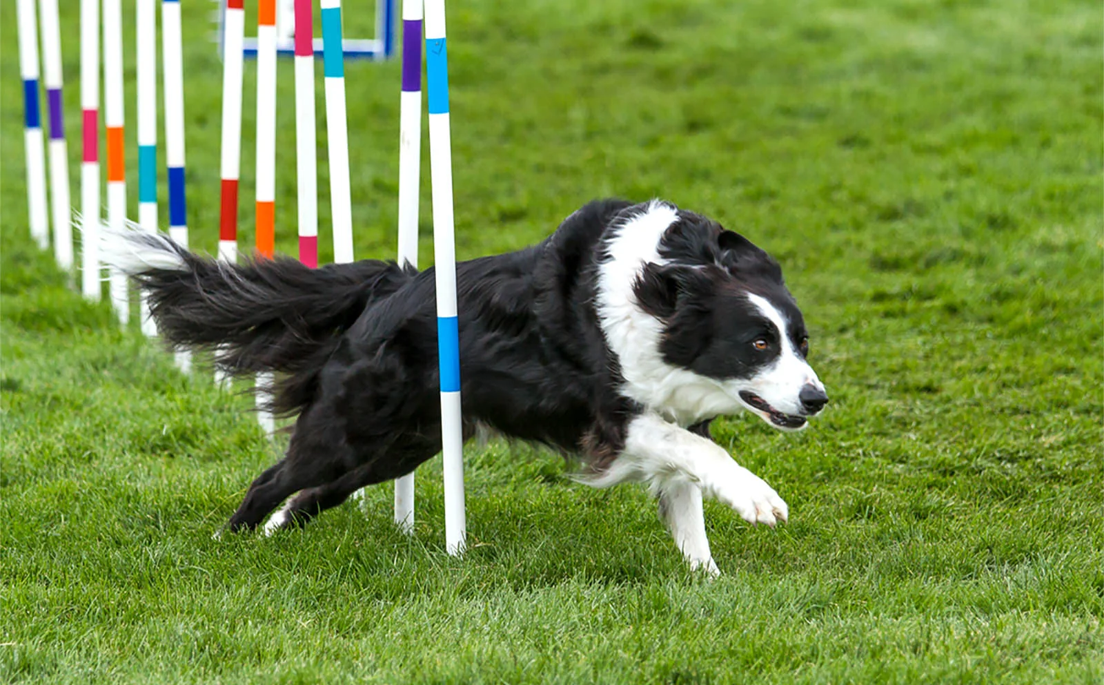 Wenatchee Kennel Club Inc