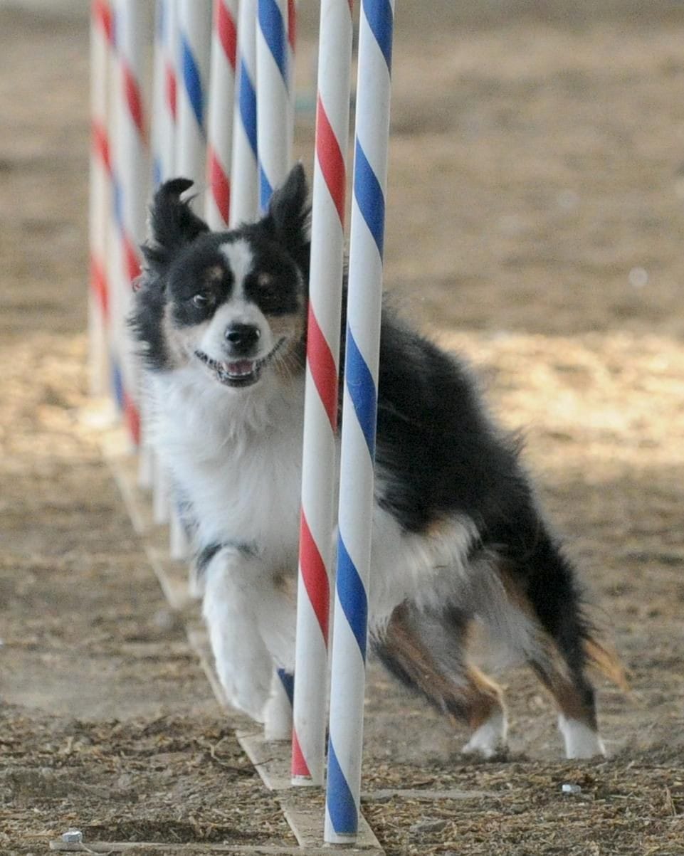 Q-Quest Agility Training