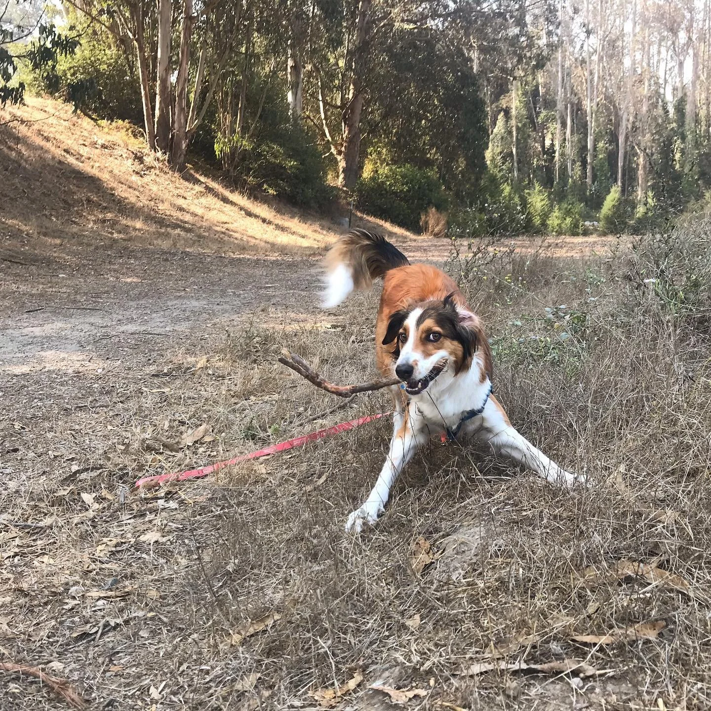 Who Let the Dogs Out!