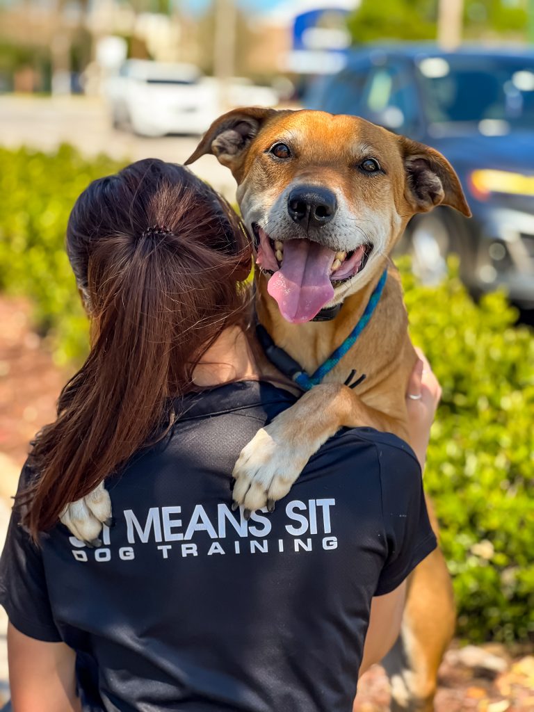 Sit Means Sit Dog Training Orlando — dog trainer in Sanford, FL