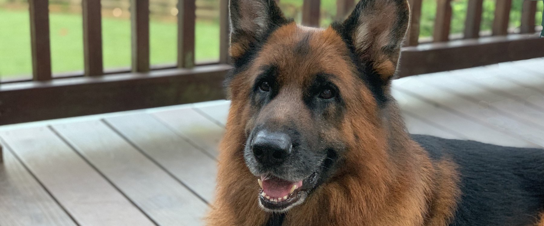 Beres Haus German Shepherds