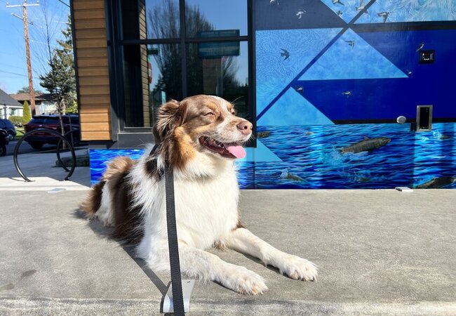 Balanced Pack K9 Training — dog trainer in Portland, OR