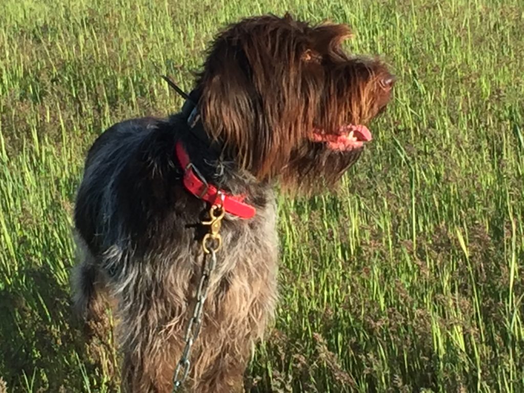 RidenHigh GunDogs