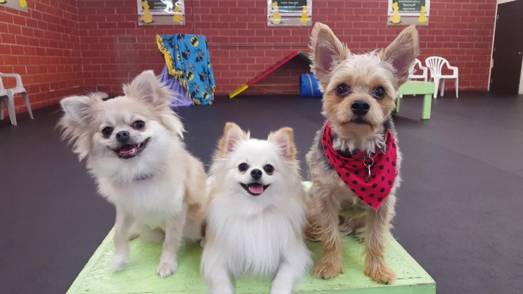 “I Said Sit!” School for Dogs