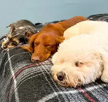 The Best Little Dog House In Texas
