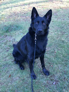 Stonewall Canine — dog trainer in Framingham, MA