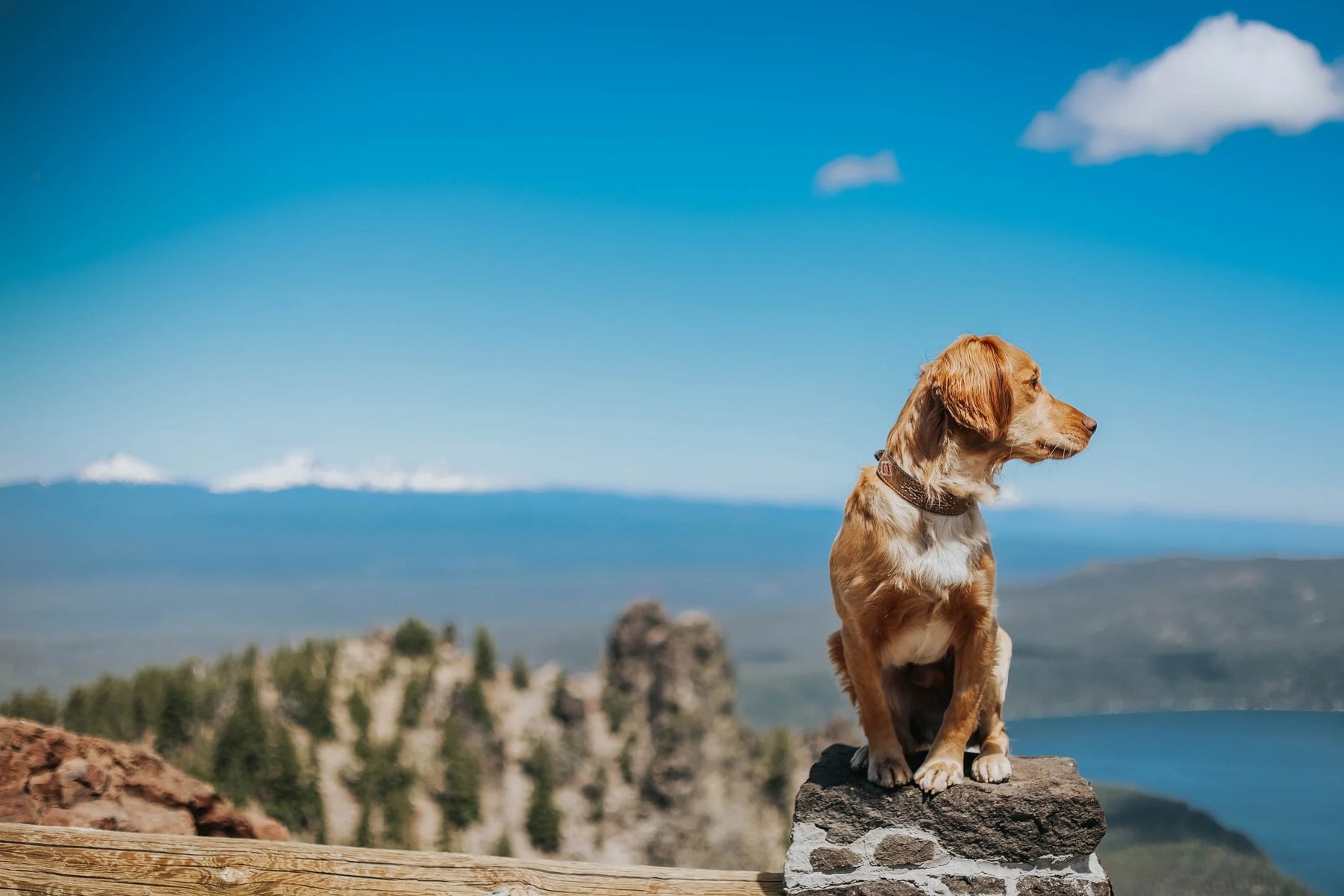 PNW K9 Training LLC — dog trainer in Beaverton, OR