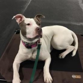 Maine Dog Training Company
