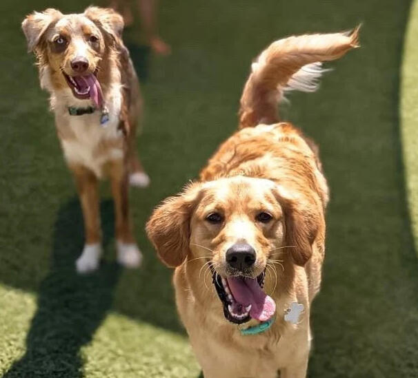 Balanced Dog Training