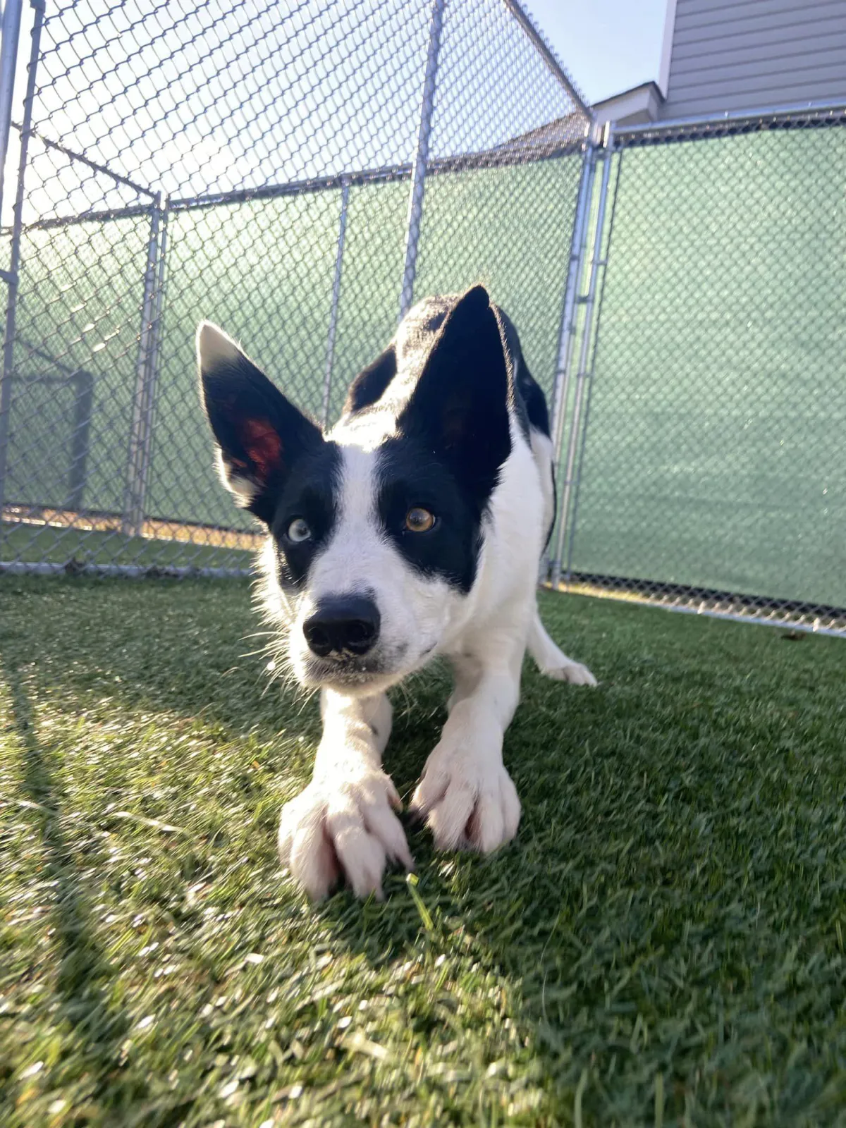 The Pet Lodge Maryland — dog trainer in Waldorf, MD
