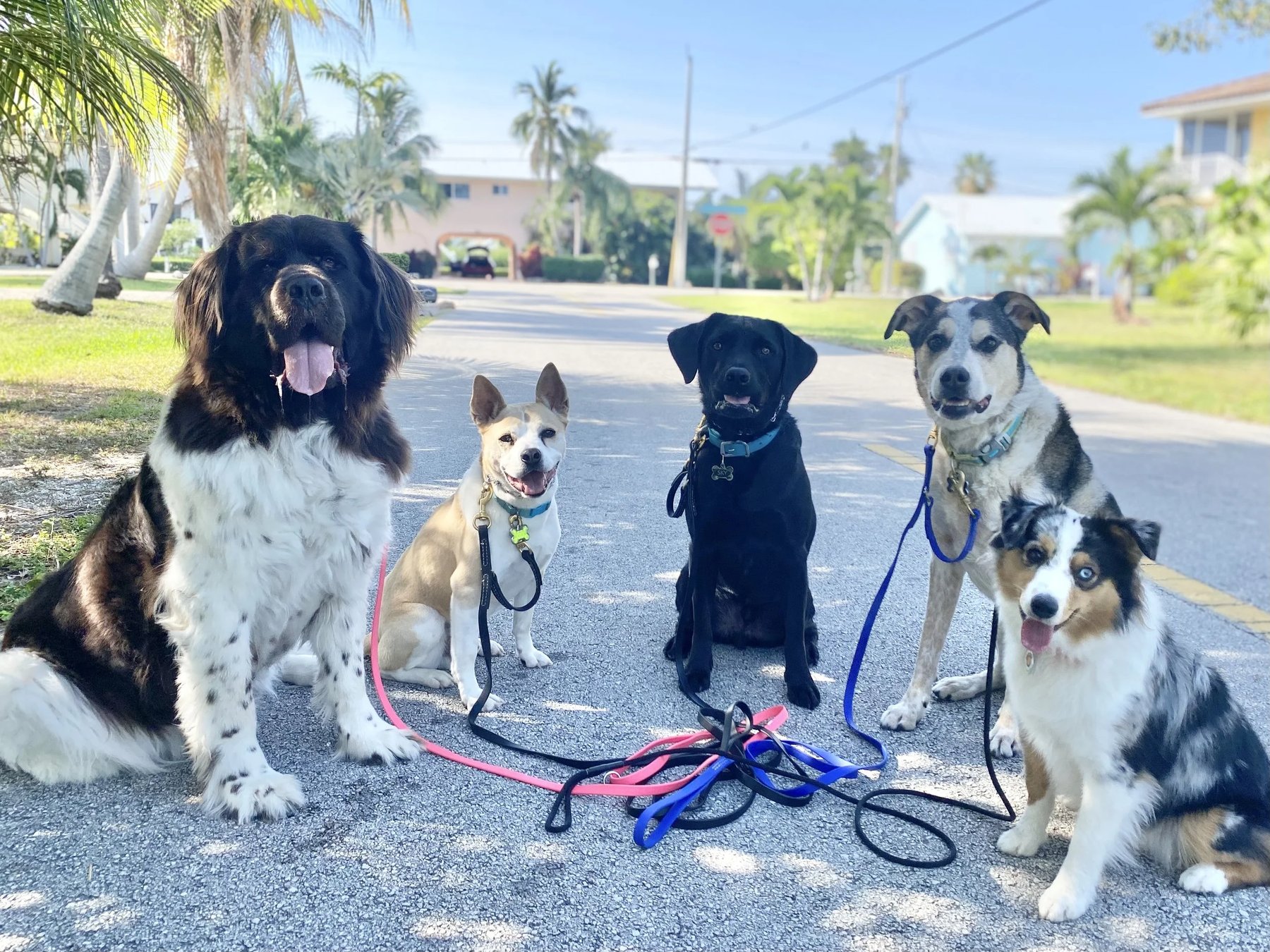The Keys to Dog Training