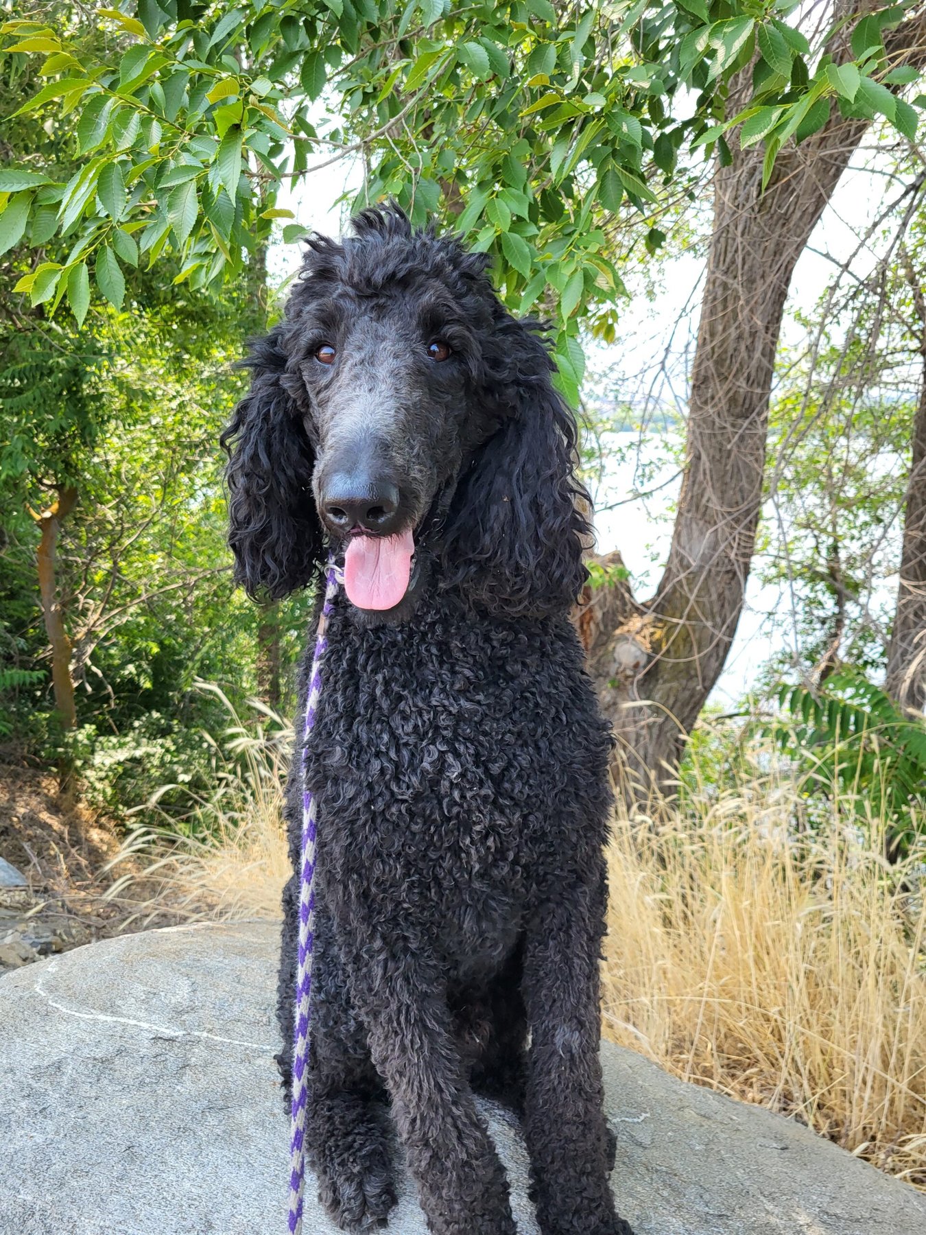 Positive Tails Dog Training
