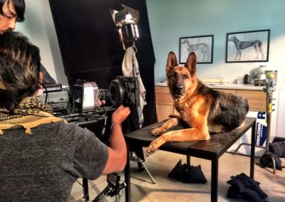 Acting K9 Services