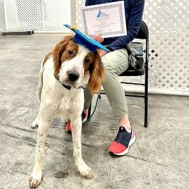 The Dog Wizard – Dog & Puppy Obedience Training Woodlands