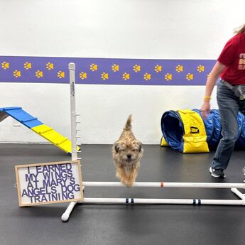 Mary's Angels Dog Training — dog trainer in San Rafael, CA