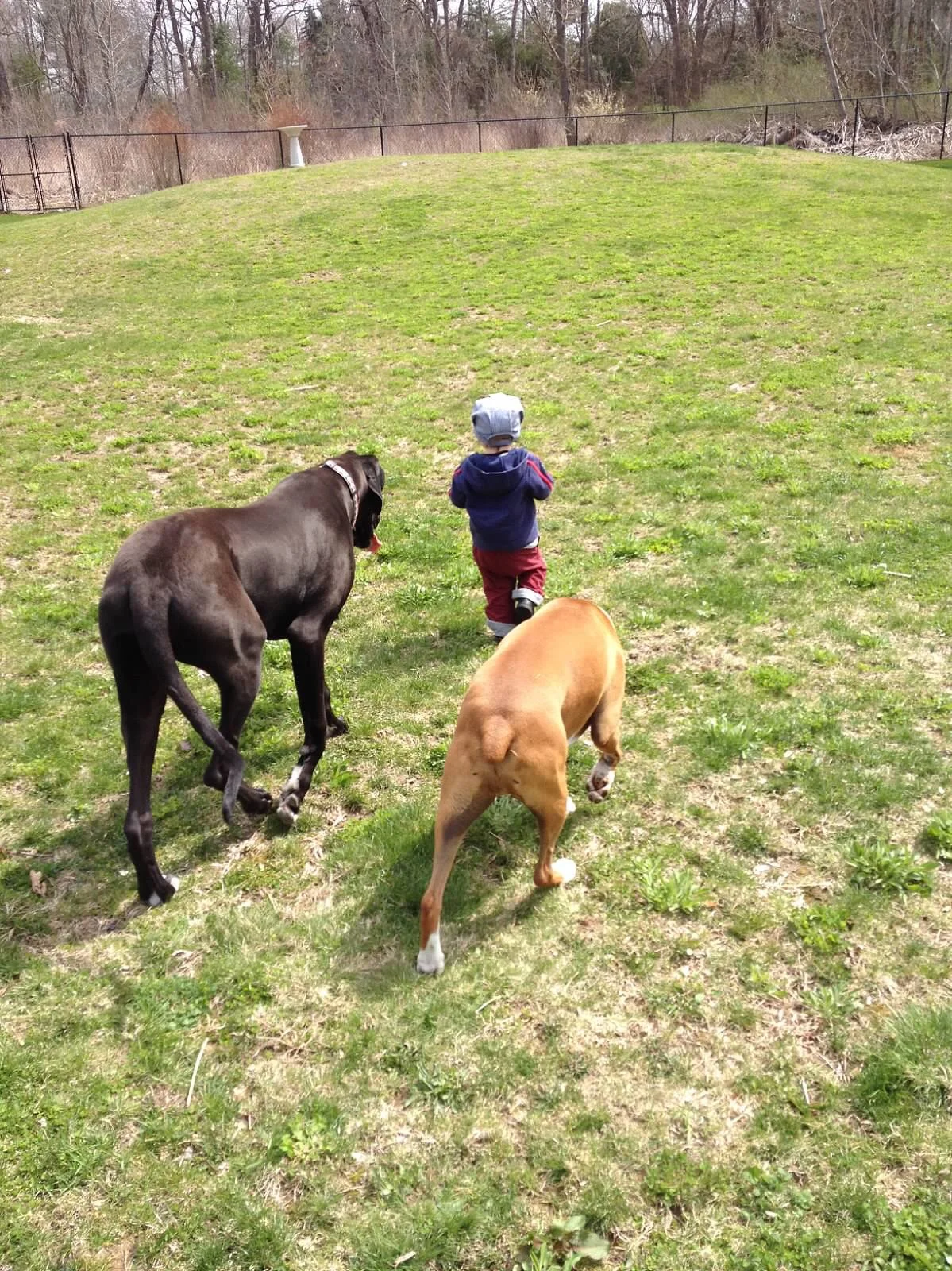 Om Obedience, Professional Dog Training