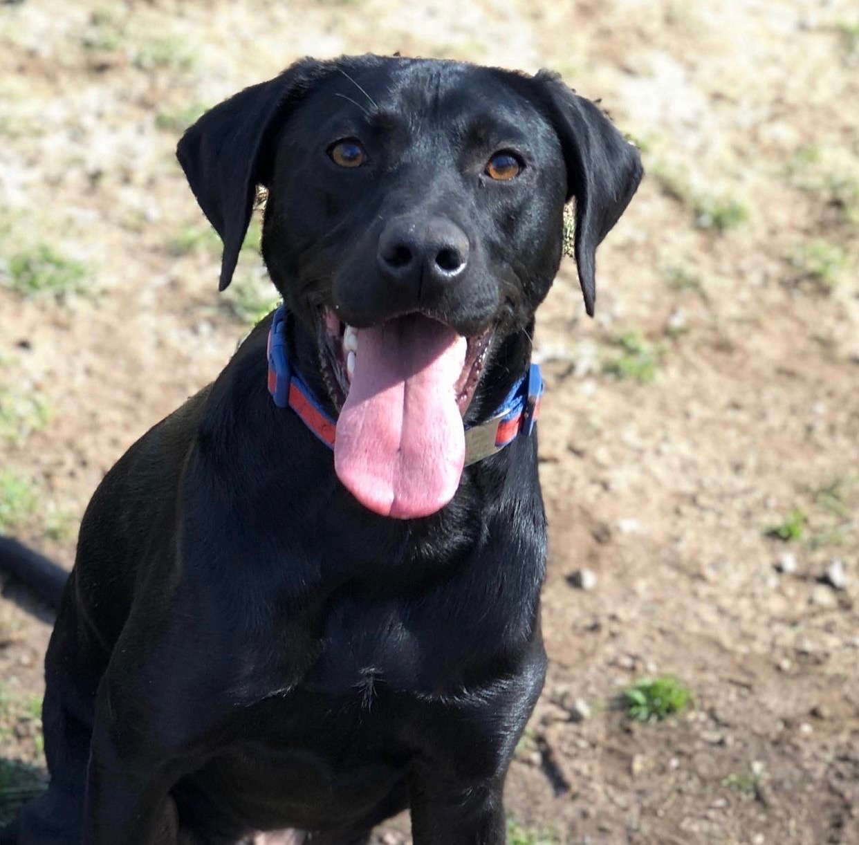 Good Dog Pet Training
