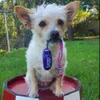 Pet Project Dog Training