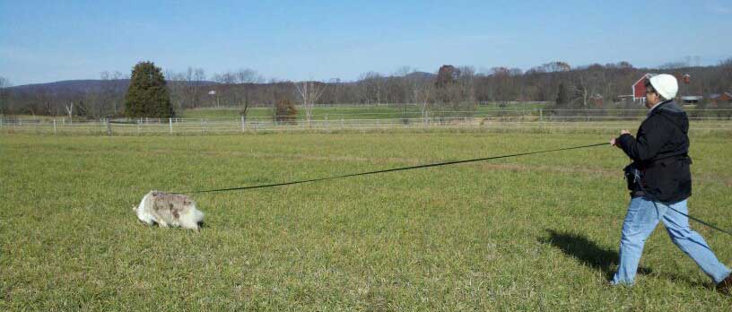 Canine Partnership Dog Training ,Nose Work & Trac