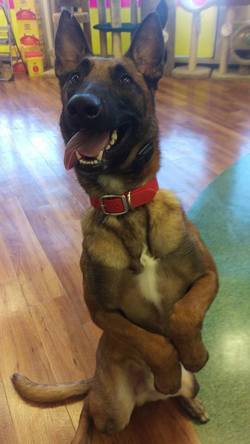 Bo Nose K9 Training, Daycare and Boarding — dog trainer in Cape Coral, FL