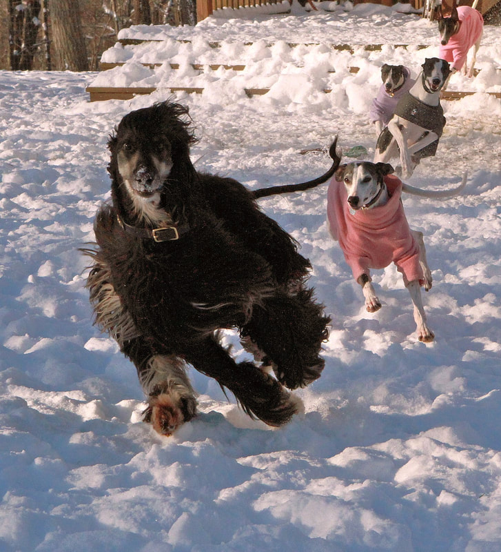 Valhalla Farm and Kennel — dog trainer in Spring Hill, FL