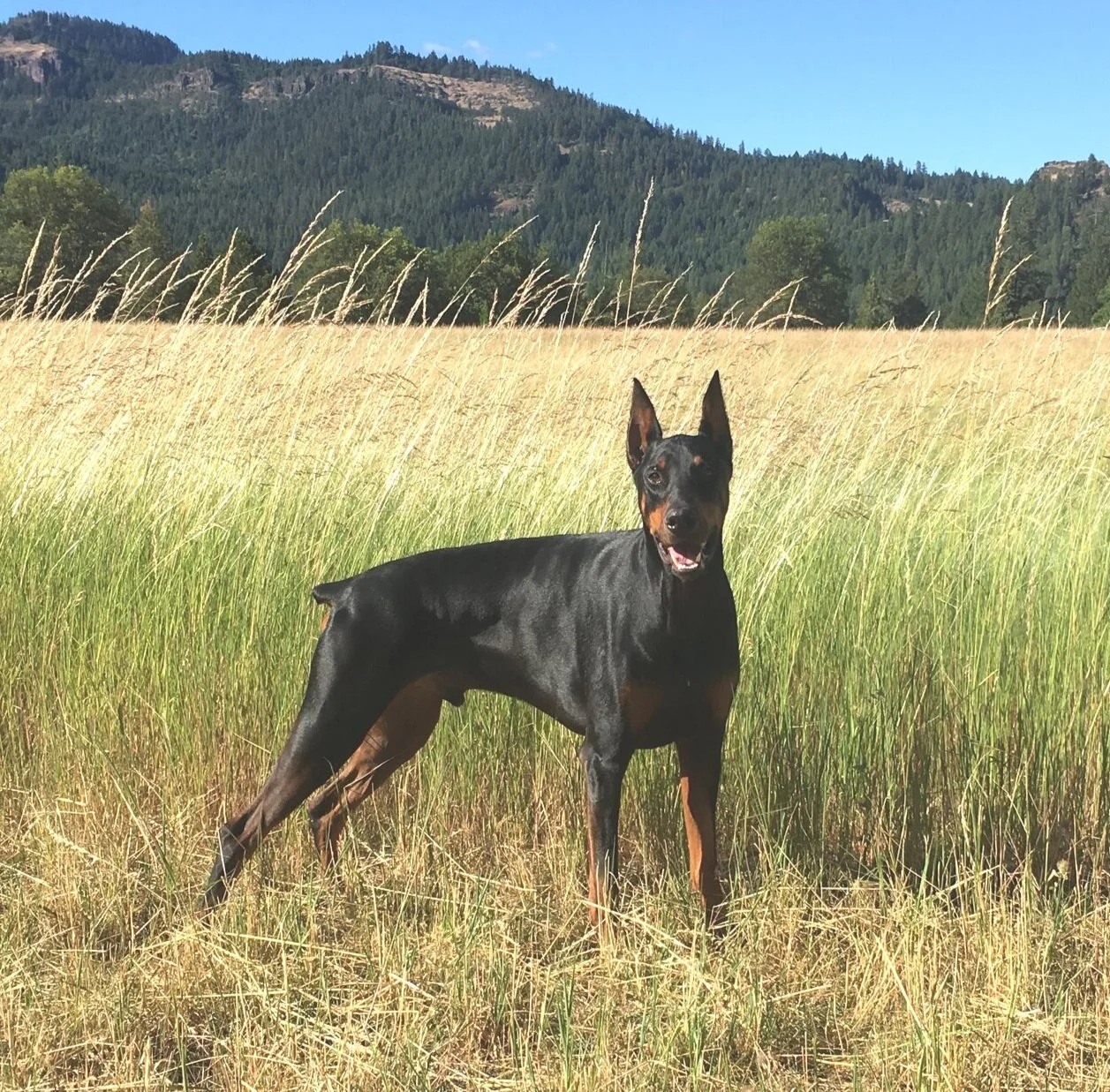 Southern Oregon Dog Training