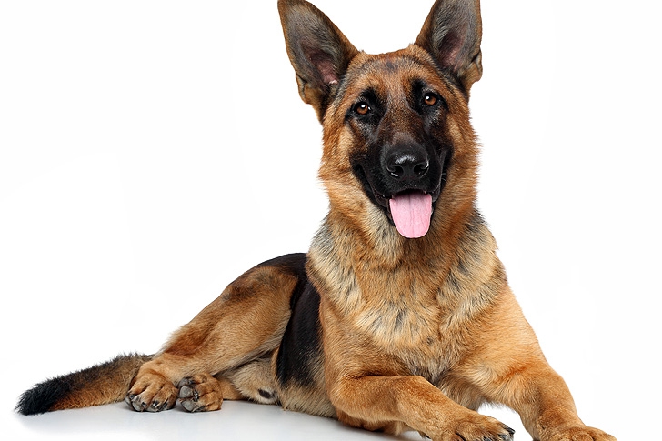Yolo Canine Academy