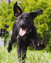 Fit N Trim Dog Training
