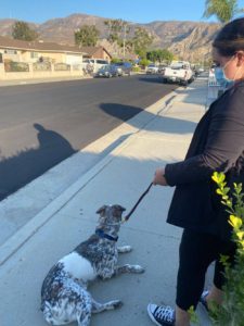 Got Canine Training
