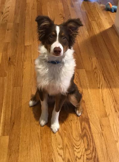 Loyal Companions Dog Training — dog trainer in Frederick, MD