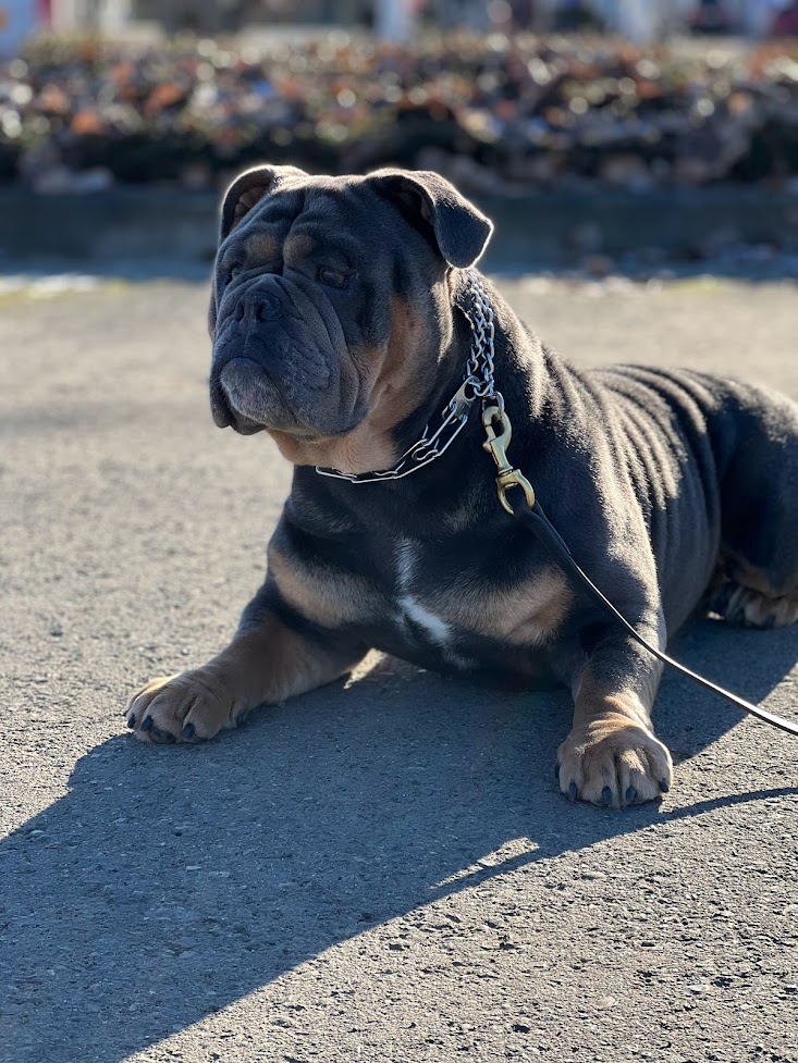 Next-Step K9 — dog trainer in Tacoma, WA