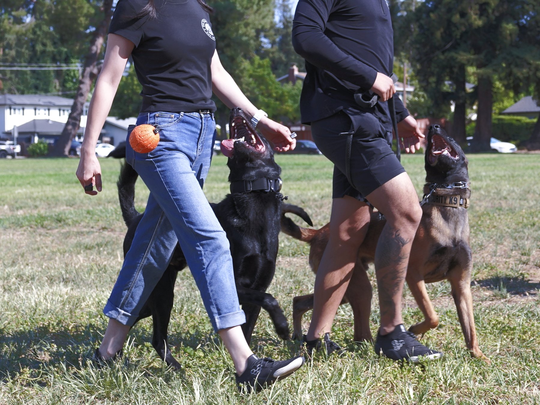ultra k9 dog training — dog trainer in San Jose, CA