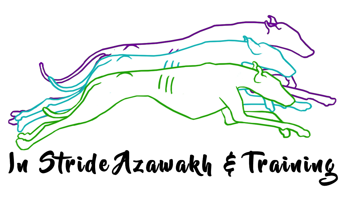In Stride Azawakh & Training
