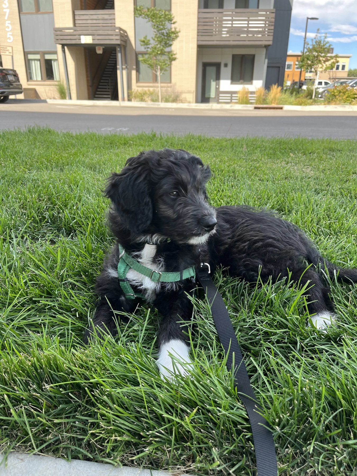 Everydog Trainer LLC