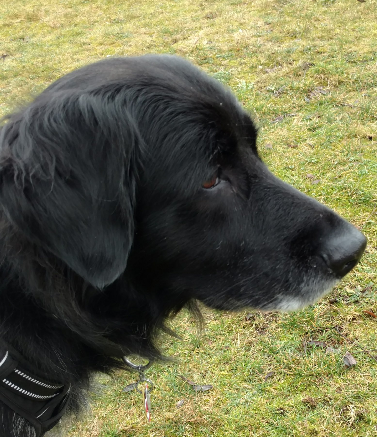 Cassie’s Canine Connection