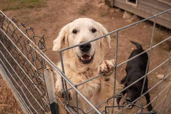 Mattox Dog Training Academy