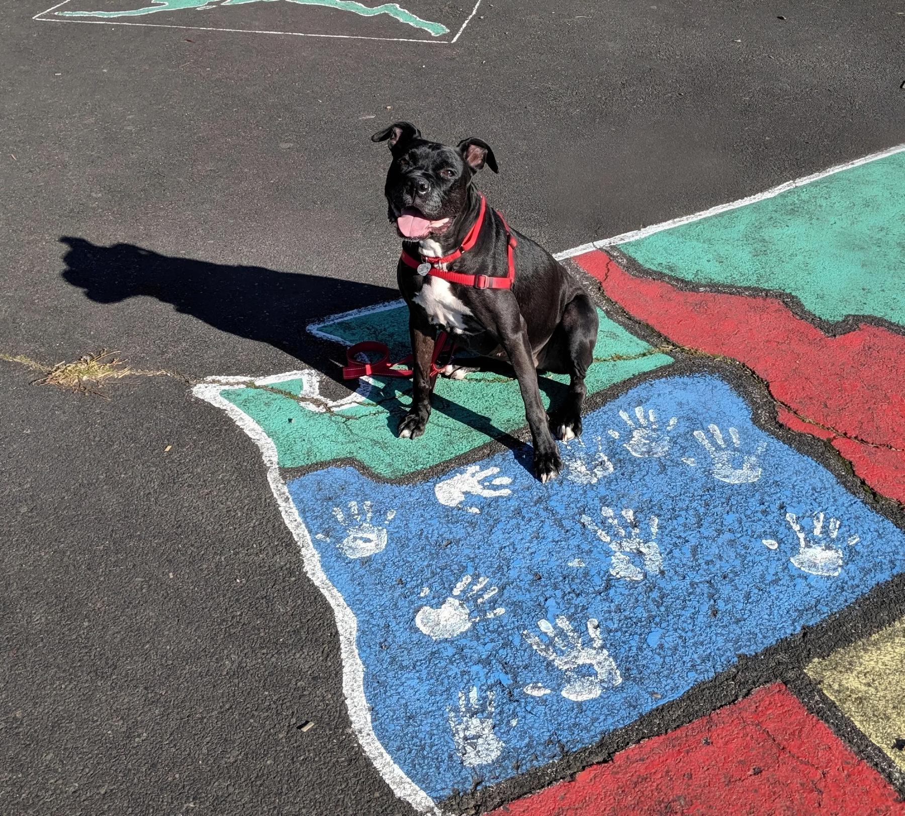 Home Run Canine Coaching