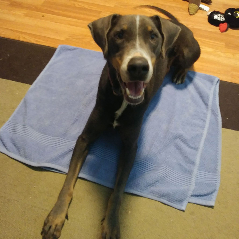Jazzy Pawz-n-Wagz Dog Training LLC — dog trainer in Port St. Lucie, FL