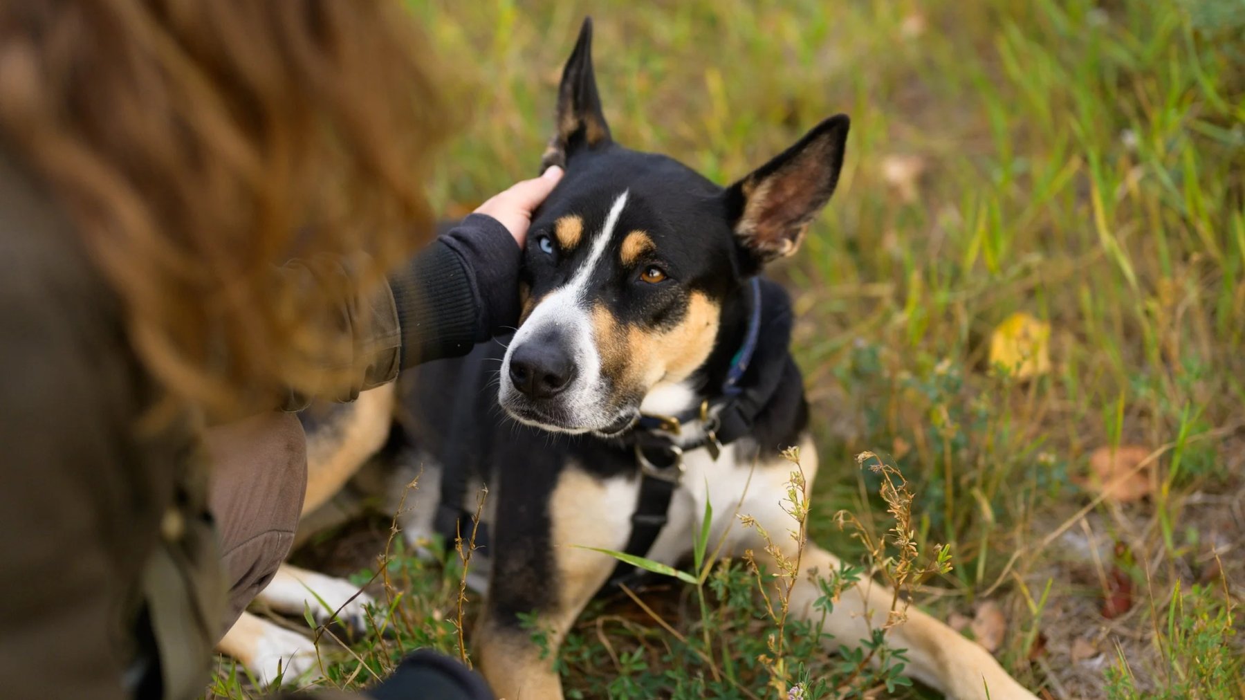 Noble Woof Dog Training PDX