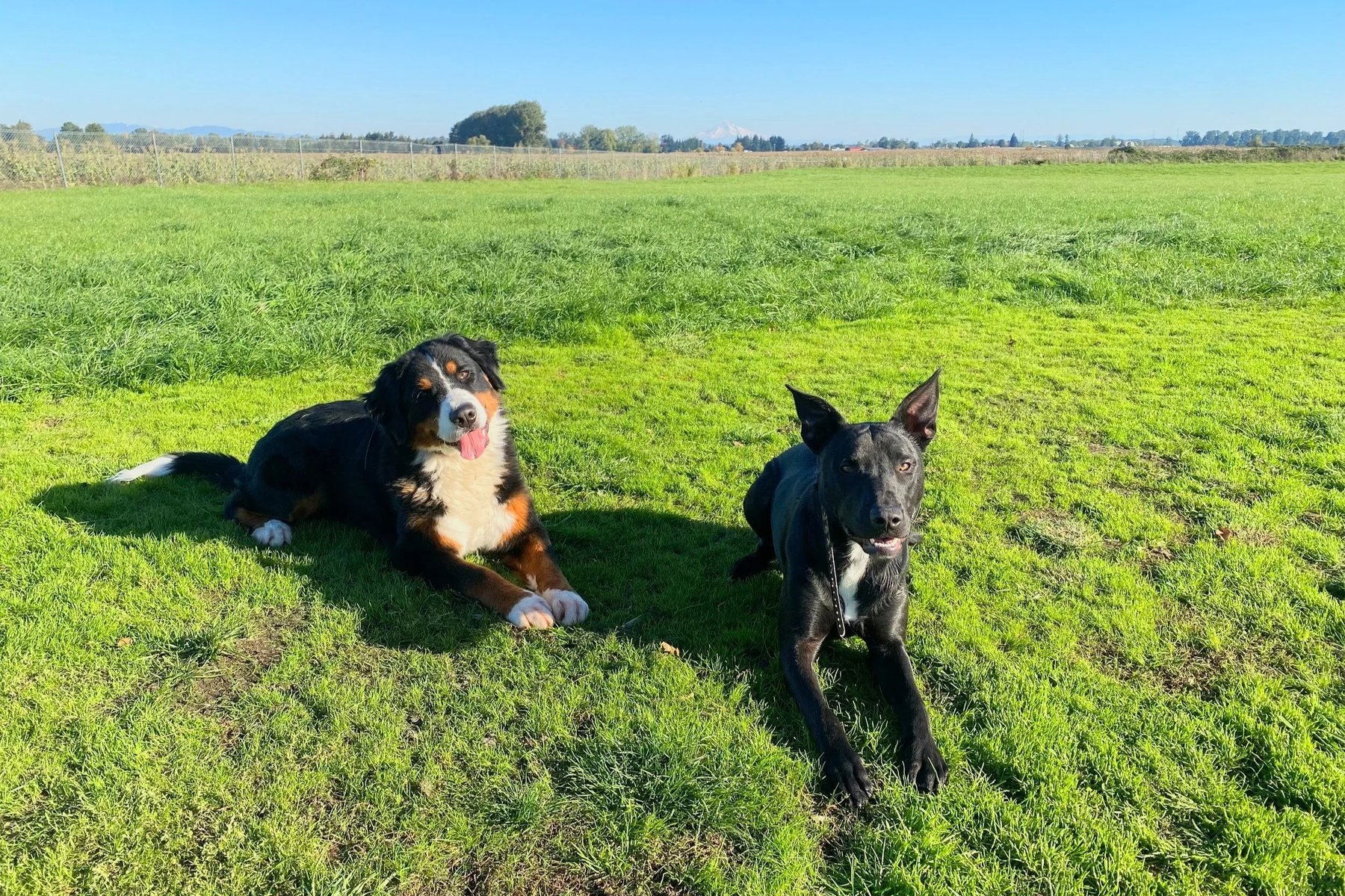 Sauvie Island Kennel