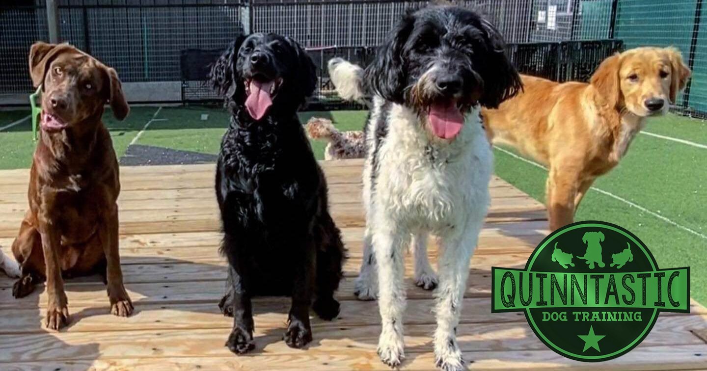 Quinntastic Dog Training