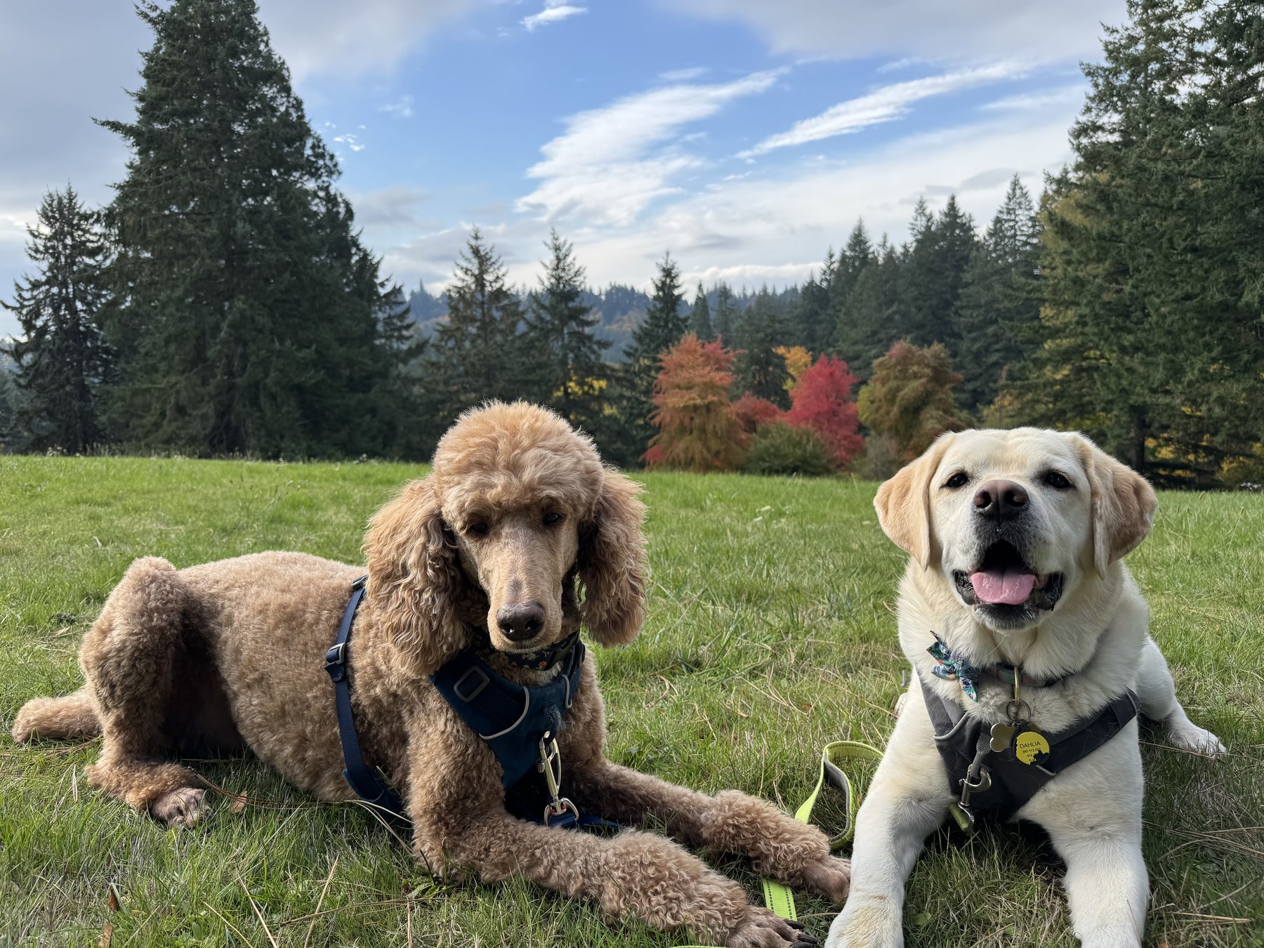 Bails and Tails NW