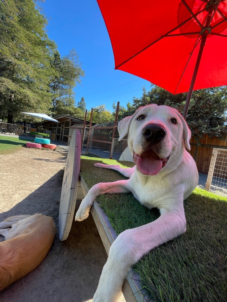 Olivet Kennel & Dog Training