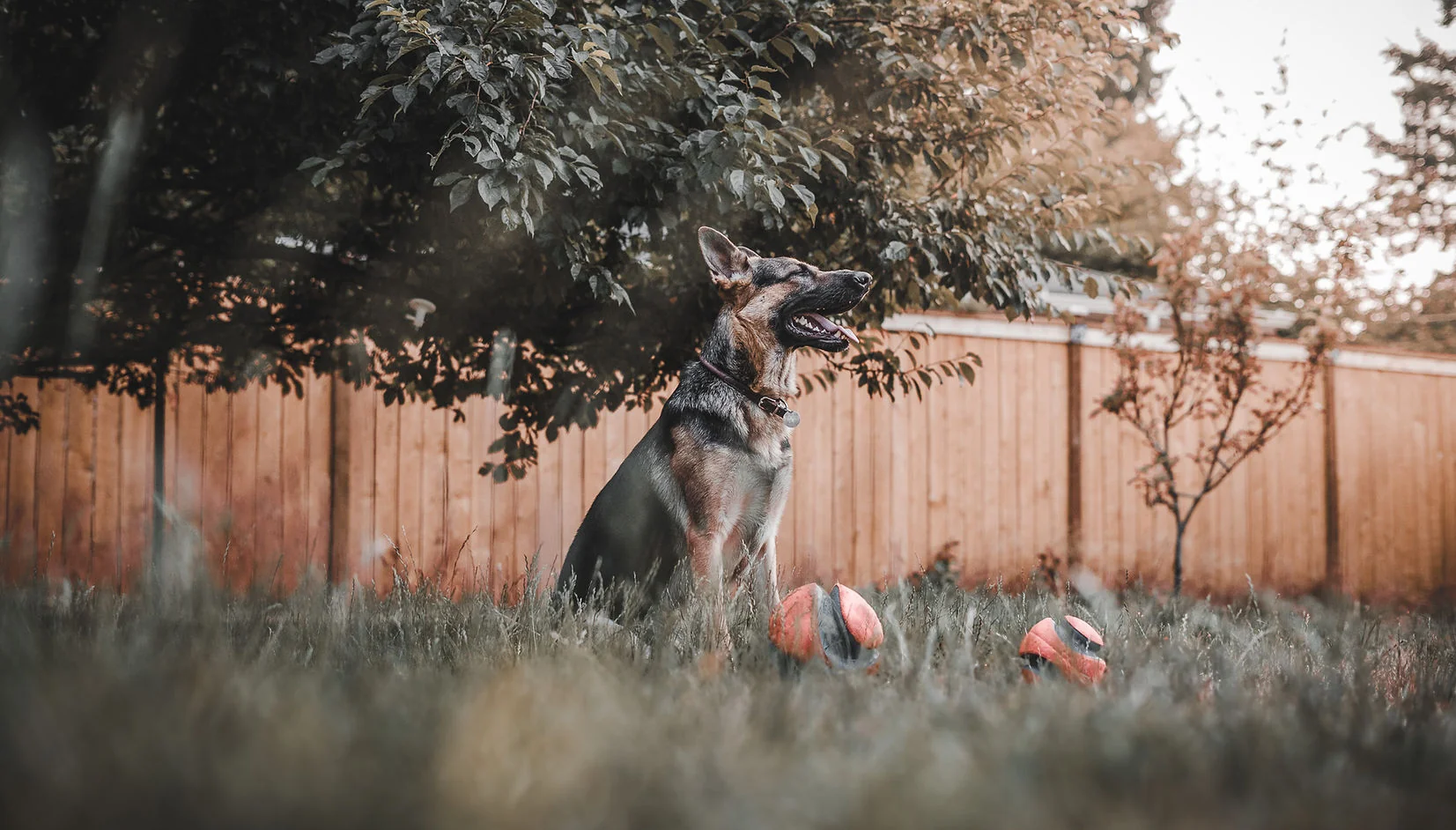 Bolder Dog Training