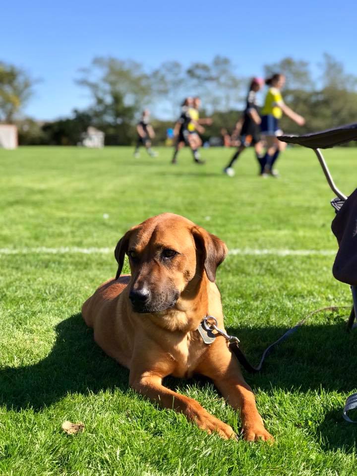To the Rescue K9 Training