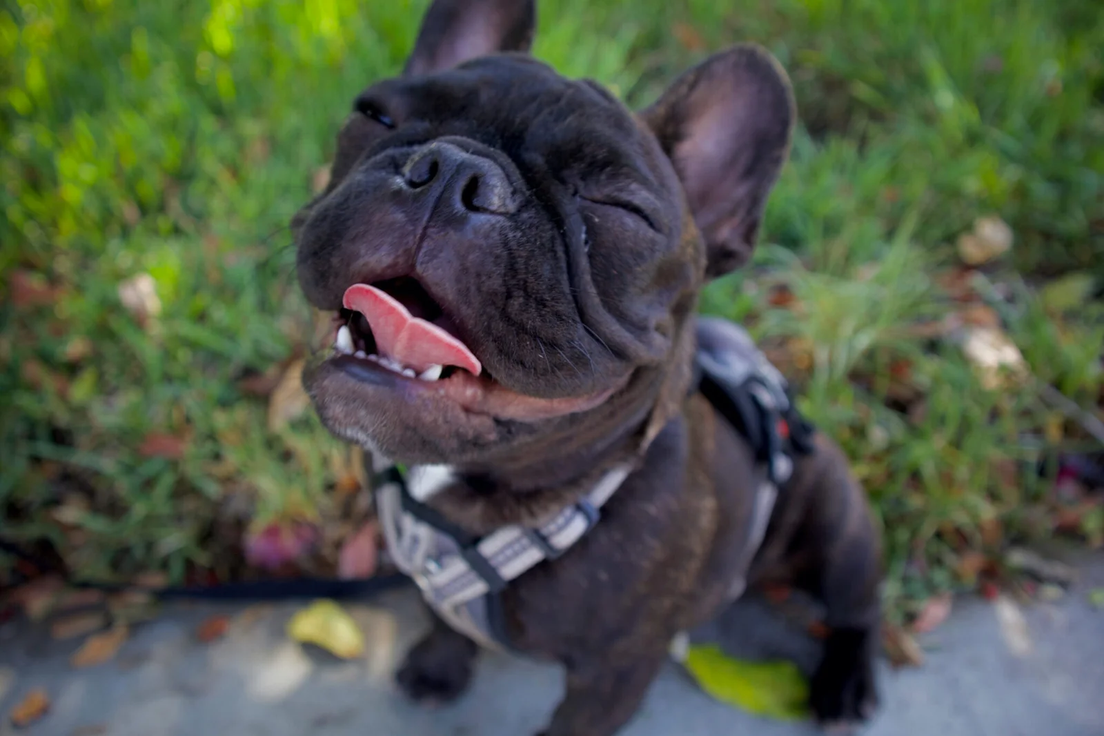Venturing Pack Dog Services — dog trainer in Temecula, CA