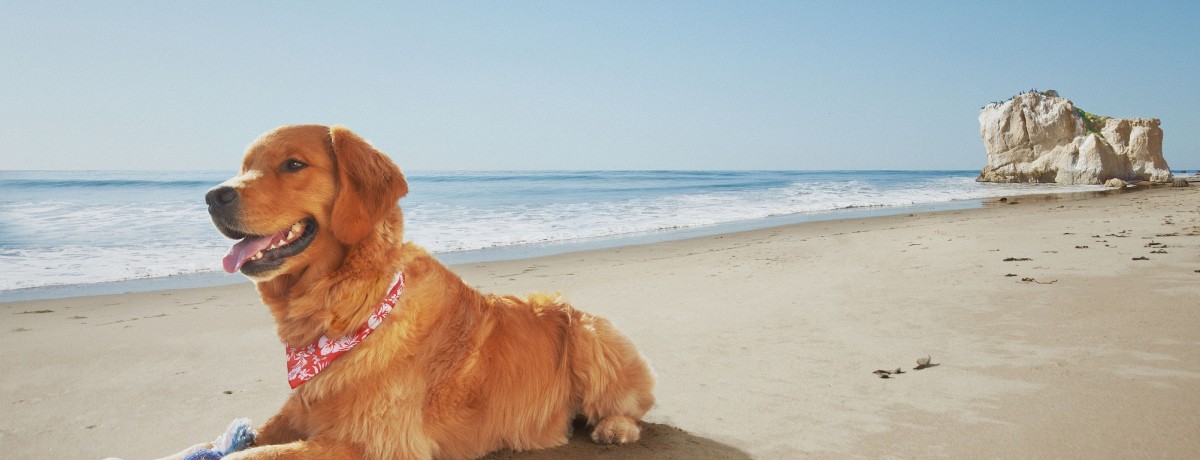 Kind To Canines